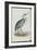 Common Heron, from 'The Birds of Europe' by John Gould, 1837 (Colour Litho)-Edward Lear-Framed Giclee Print