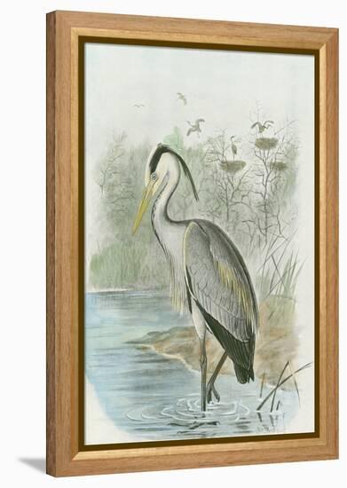 Common Heron-null-Framed Stretched Canvas