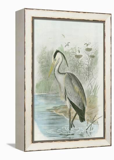 Common Heron-null-Framed Stretched Canvas