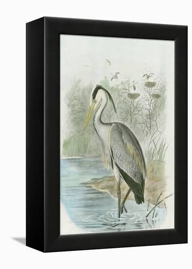 Common Heron-null-Framed Stretched Canvas