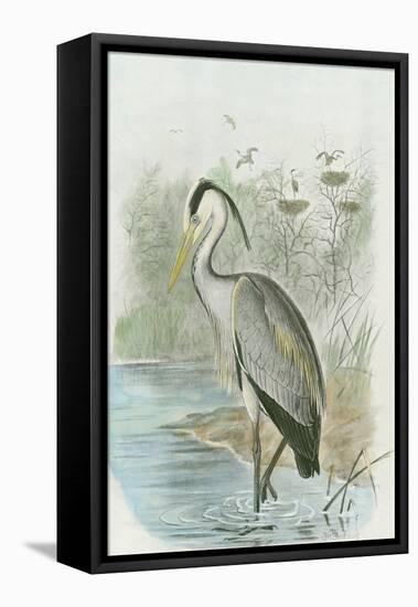 Common Heron-null-Framed Stretched Canvas