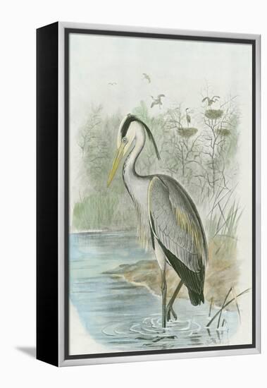 Common Heron-null-Framed Stretched Canvas