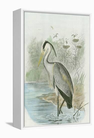 Common Heron-null-Framed Stretched Canvas