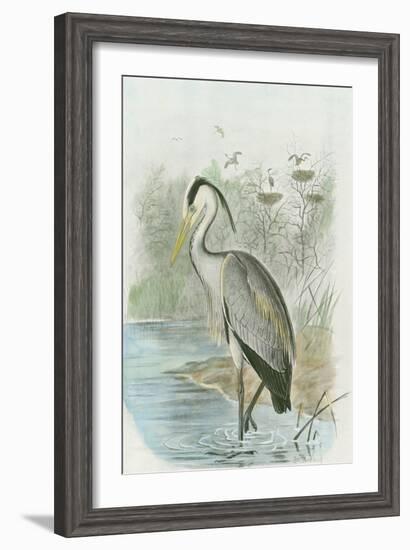 Common Heron-null-Framed Art Print