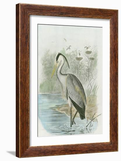 Common Heron-null-Framed Art Print