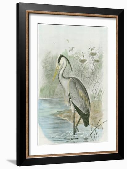 Common Heron-null-Framed Art Print