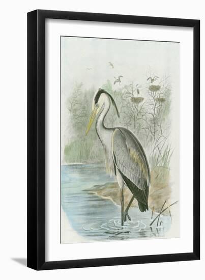 Common Heron-null-Framed Art Print