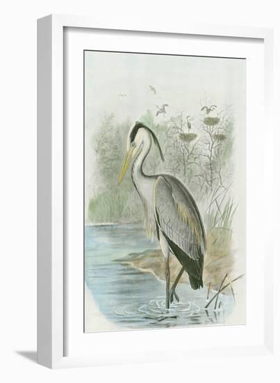 Common Heron-null-Framed Art Print