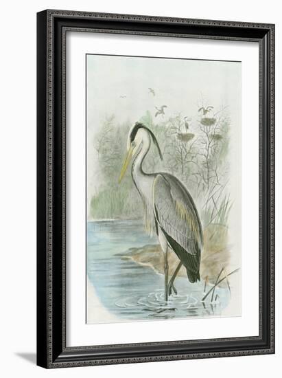 Common Heron--Framed Art Print
