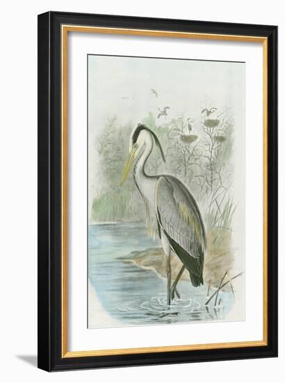 Common Heron-null-Framed Art Print
