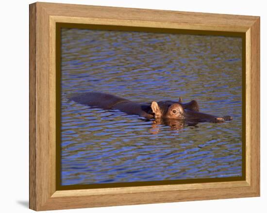 Common Hippopotamus (Hippopotamus Amphibius), Kruger National Park, South Africa, Africa-Steve & Ann Toon-Framed Premier Image Canvas