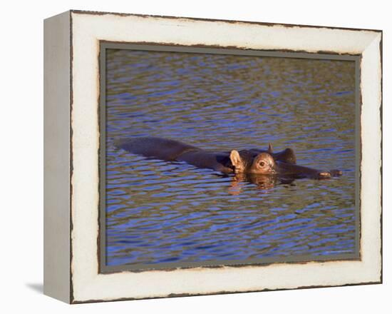 Common Hippopotamus (Hippopotamus Amphibius), Kruger National Park, South Africa, Africa-Steve & Ann Toon-Framed Premier Image Canvas