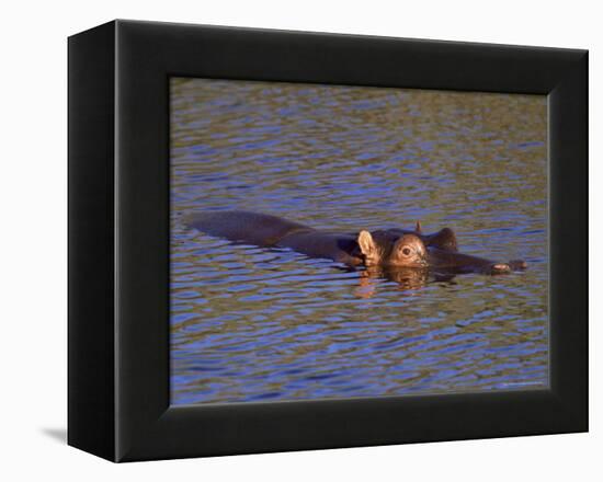 Common Hippopotamus (Hippopotamus Amphibius), Kruger National Park, South Africa, Africa-Steve & Ann Toon-Framed Premier Image Canvas