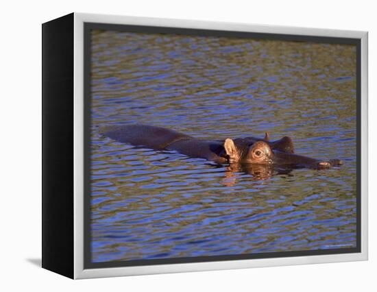 Common Hippopotamus (Hippopotamus Amphibius), Kruger National Park, South Africa, Africa-Steve & Ann Toon-Framed Premier Image Canvas