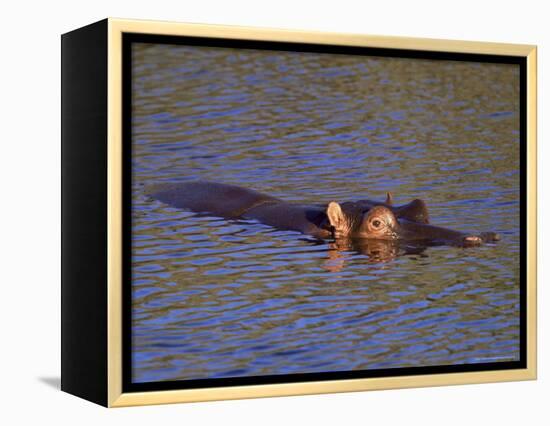 Common Hippopotamus (Hippopotamus Amphibius), Kruger National Park, South Africa, Africa-Steve & Ann Toon-Framed Premier Image Canvas