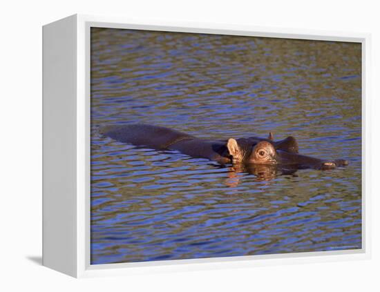 Common Hippopotamus (Hippopotamus Amphibius), Kruger National Park, South Africa, Africa-Steve & Ann Toon-Framed Premier Image Canvas