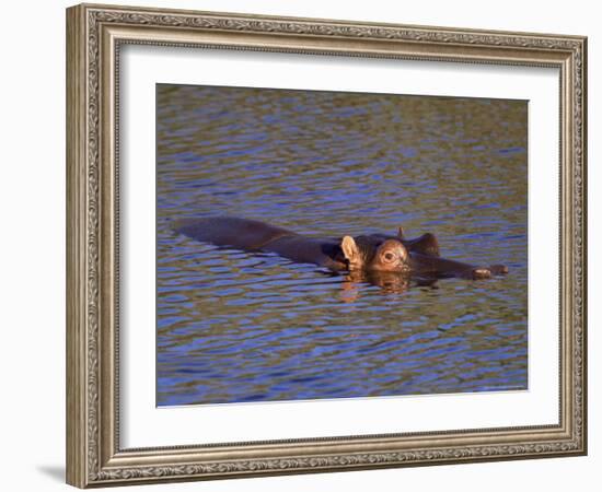 Common Hippopotamus (Hippopotamus Amphibius), Kruger National Park, South Africa, Africa-Steve & Ann Toon-Framed Photographic Print