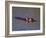 Common Hippopotamus (Hippopotamus Amphibius), Kruger National Park, South Africa, Africa-Steve & Ann Toon-Framed Photographic Print