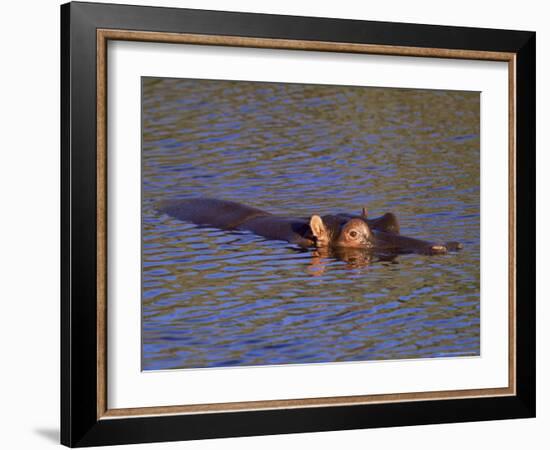 Common Hippopotamus (Hippopotamus Amphibius), Kruger National Park, South Africa, Africa-Steve & Ann Toon-Framed Photographic Print