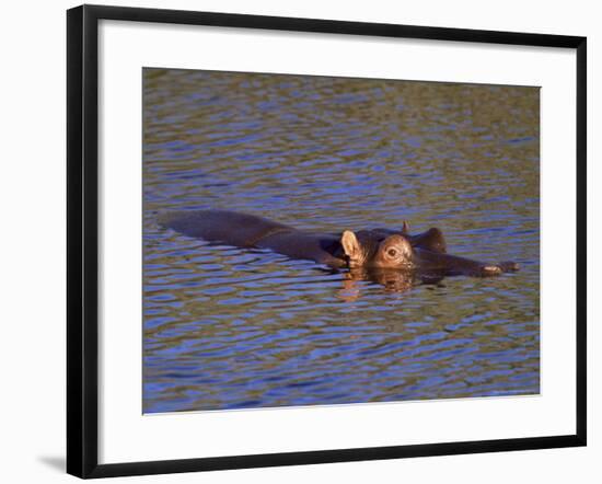 Common Hippopotamus (Hippopotamus Amphibius), Kruger National Park, South Africa, Africa-Steve & Ann Toon-Framed Photographic Print