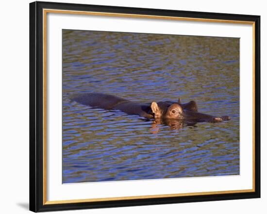 Common Hippopotamus (Hippopotamus Amphibius), Kruger National Park, South Africa, Africa-Steve & Ann Toon-Framed Photographic Print