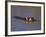 Common Hippopotamus (Hippopotamus Amphibius), Kruger National Park, South Africa, Africa-Steve & Ann Toon-Framed Photographic Print