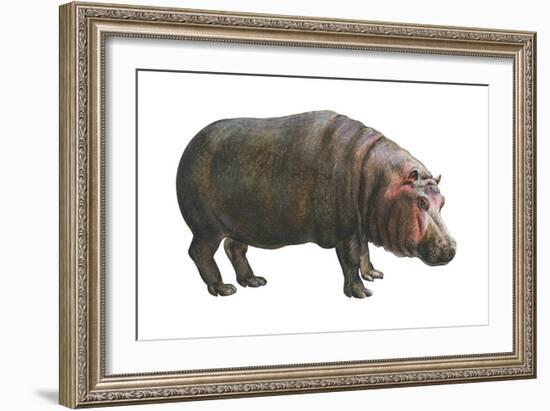 Common Hippopotamus (Hippopotamus Amphibius), Mammals-Encyclopaedia Britannica-Framed Art Print