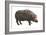 Common Hippopotamus (Hippopotamus Amphibius), Mammals-Encyclopaedia Britannica-Framed Art Print