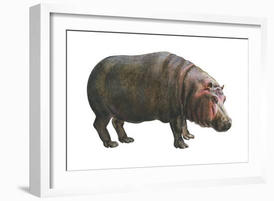 Common Hippopotamus (Hippopotamus Amphibius), Mammals-Encyclopaedia Britannica-Framed Art Print