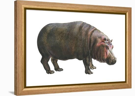 Common Hippopotamus (Hippopotamus Amphibius), Mammals-Encyclopaedia Britannica-Framed Stretched Canvas