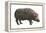 Common Hippopotamus (Hippopotamus Amphibius), Mammals-Encyclopaedia Britannica-Framed Stretched Canvas