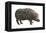 Common Hippopotamus (Hippopotamus Amphibius), Mammals-Encyclopaedia Britannica-Framed Stretched Canvas