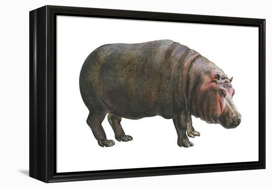 Common Hippopotamus (Hippopotamus Amphibius), Mammals-Encyclopaedia Britannica-Framed Stretched Canvas