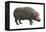 Common Hippopotamus (Hippopotamus Amphibius), Mammals-Encyclopaedia Britannica-Framed Stretched Canvas