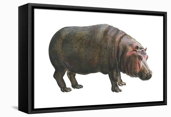 Common Hippopotamus (Hippopotamus Amphibius), Mammals-Encyclopaedia Britannica-Framed Stretched Canvas