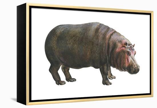 Common Hippopotamus (Hippopotamus Amphibius), Mammals-Encyclopaedia Britannica-Framed Stretched Canvas