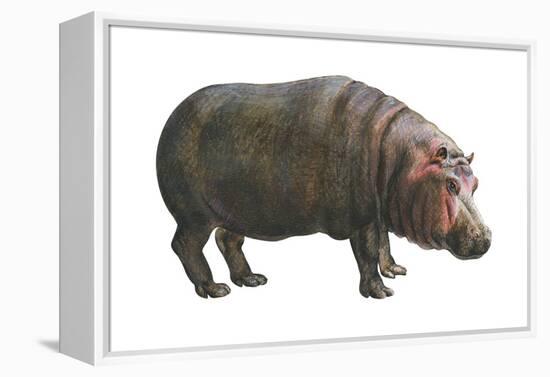 Common Hippopotamus (Hippopotamus Amphibius), Mammals-Encyclopaedia Britannica-Framed Stretched Canvas