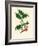 'Common Holly', c1891, (1891)-Anne Pratt-Framed Giclee Print