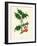 'Common Holly', c1891, (1891)-Anne Pratt-Framed Giclee Print