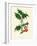 'Common Holly', c1891, (1891)-Anne Pratt-Framed Giclee Print