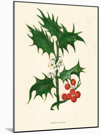 'Common Holly', c1891, (1891)-Anne Pratt-Mounted Giclee Print