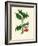 'Common Holly', c1891, (1891)-Anne Pratt-Framed Giclee Print