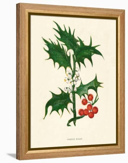 'Common Holly', c1891, (1891)-Anne Pratt-Framed Premier Image Canvas