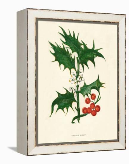 'Common Holly', c1891, (1891)-Anne Pratt-Framed Premier Image Canvas
