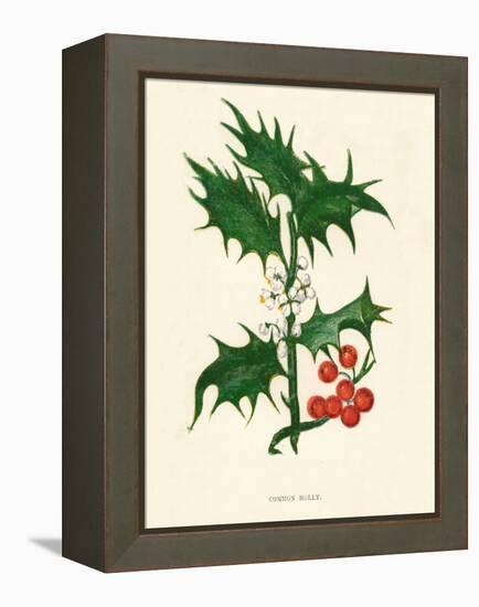 'Common Holly', c1891, (1891)-Anne Pratt-Framed Premier Image Canvas