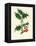 'Common Holly', c1891, (1891)-Anne Pratt-Framed Premier Image Canvas