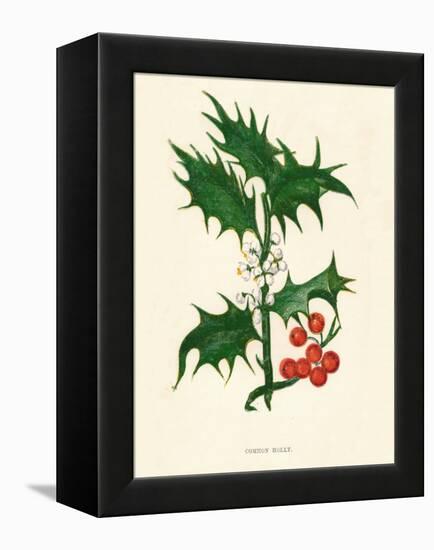 'Common Holly', c1891, (1891)-Anne Pratt-Framed Premier Image Canvas