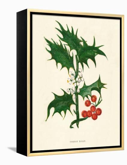 'Common Holly', c1891, (1891)-Anne Pratt-Framed Premier Image Canvas