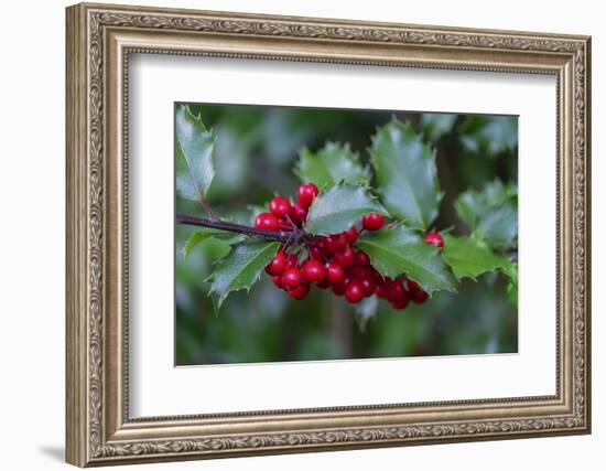 Common holly-Lisa Engelbrecht-Framed Photographic Print