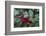 Common holly-Lisa Engelbrecht-Framed Photographic Print